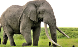 Dehşet saçan fil aranıyor: 17 kişinin ölümüne neden oldu!