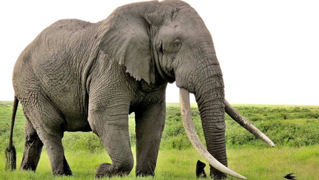 Dehşet saçan fil aranıyor: 17 kişinin ölümüne neden oldu!